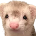 ferret_stare