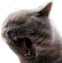 LETSFUCKINGMEOWW