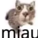 Cat_miau Discord Emoji