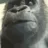 kcGorilla