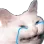 cat_cry