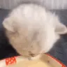 cat_milk cat_milk