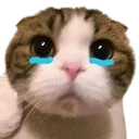 sadcat