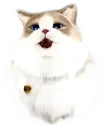 Psycat_Smile Psycat_Smile