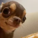 dogstare
