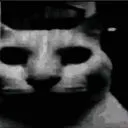 catdespair