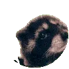 pedro