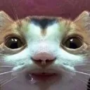 car_stare