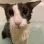 soggycat