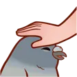 PigeonPat