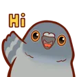 PigeonHi