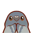 PigeonPlease