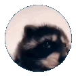 RaccoonPedro RaccoonPedro