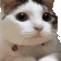catno Discord emoji