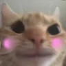 catflushed