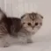 catArrive
