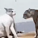 attack