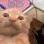 WAA