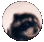 pedro