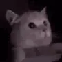flashbang_cat