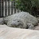 crocobese