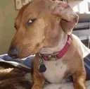 dog_sus