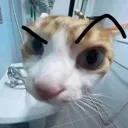 carhuh