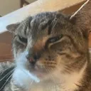chickenSideEye