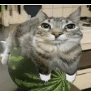 A tabby cat sitting on top of a watermelon with a smug, knowing expression.