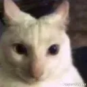 whodoyouthinkyouare