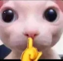 bingus_stfu bingus_stfu