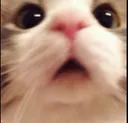 meme_cat_wtf Discord emoji
