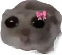 plz