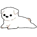 westie_white