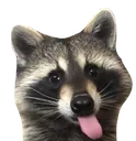 raccoontongue