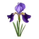 67_irisflower