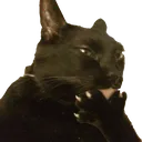 Cat Think catthink Discord Emoji