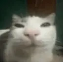 chupacabra chupacabra