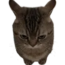 catfunnylol Discord Emoji