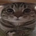 catstare
