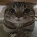 hi