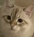 carcat