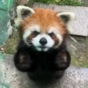 angyredpanda
