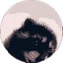 pedrospin_sm