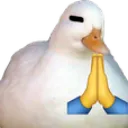 duckpray