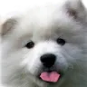 blop