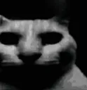 catDespair