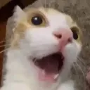 whaaaat