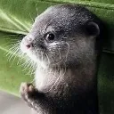 Ottersideeye