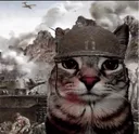 catthousandyardstarethousandyard
